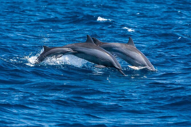 Whale Watching in Trincomalee by Catamaran cruise - Lunch prepared aboard the catamaran