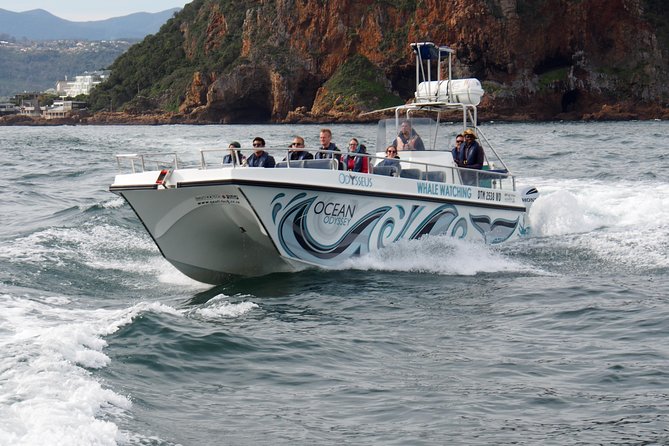 Whale Watching Knysna - Close Encounter Experience Ocean Odyssey - Dolphins, seals, and seabirds add variety