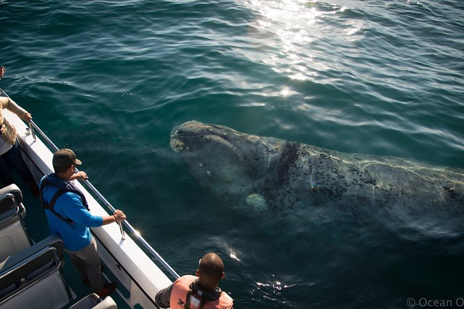 Whale Watching Knysna - Close Encounter Experience Ocean Odyssey - Captain’s commentary makes the search worthwhile