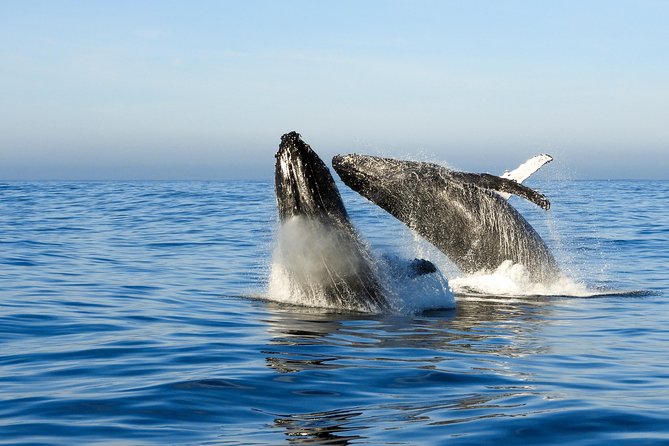 Whale Watching Knysna - Close Encounter Experience Ocean Odyssey - What the $94.90 price covers