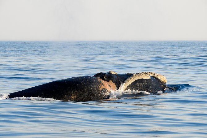 Whale Watching Knysna - Close Encounter Experience Ocean Odyssey - Weather, sea conditions, and what to wear