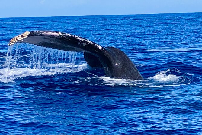 Whale Watching & Late Breakfast Cruise in Honolulu - Dolphins, turtles, and the wider view
