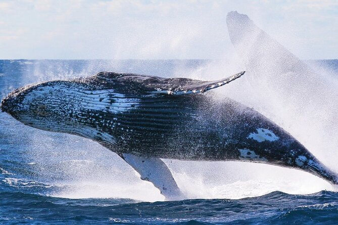 Whale Watching & Late Breakfast Cruise in Honolulu - Food quality and the chef question
