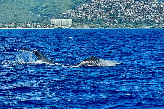 Whale Watching & Late Breakfast Cruise in Honolulu - Cancellations and current operating concerns