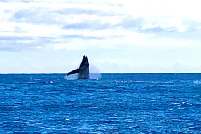 Whale Watching & Late Breakfast Cruise in Honolulu - Who should choose this cruise?