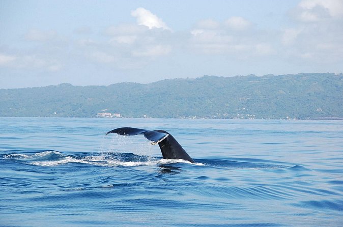 Whale Watching & Limón Waterfall Day Trip - Booking, weather, and cancellation details