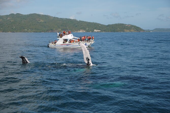 Whale Watching & Limón Waterfall Day Trip - The long road from Punta Cana