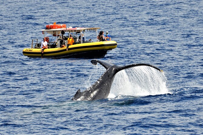 Whale Watching Maui: 2-Hour Small Group Raft Tour from Lahaina - Key points before you book