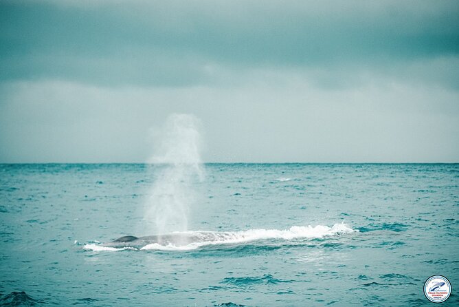 Whale Watching Mirissa Ultimate Tour in Sri Lanka with Breakfast - A responsible approach to wildlife watching