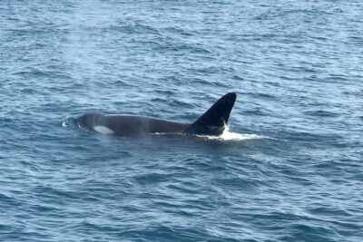 Whale Watching Mirissa Ultimate Tour in Sri Lanka with Breakfast