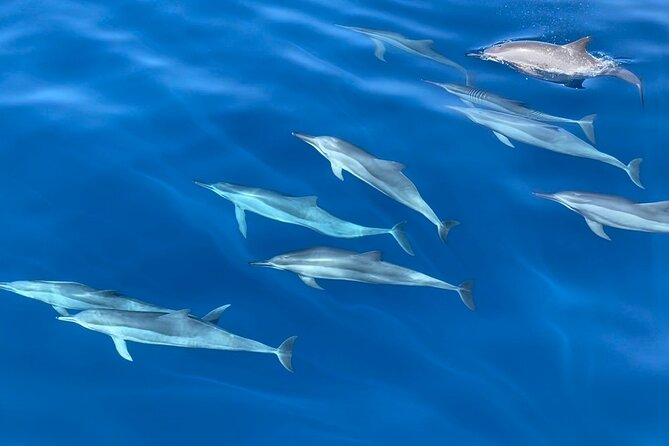 Whale Watching Mirissa Ultimate Tour in Sri Lanka with Breakfast - Sea conditions, safety, and comfort