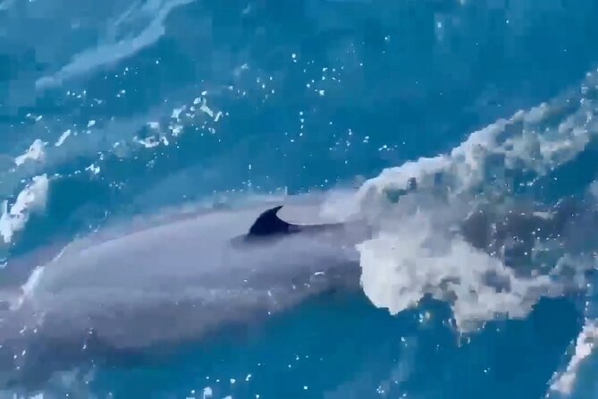 Whale Watching Mirissa Ultimate Tour in Sri Lanka with Breakfast - What the guides add to the trip