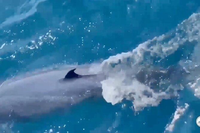 Whale Watching Mirissa Ultimate Tour in Sri Lanka with Breakfast - Is $44 a good value?