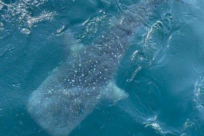 Whale Watching Mirissa Ultimate Tour in Sri Lanka with Breakfast - Who should book this Mirissa cruise?