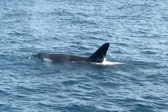 Whale Watching Mirissa Ultimate Tour in Sri Lanka with Breakfast - Searching for blue whales offshore
