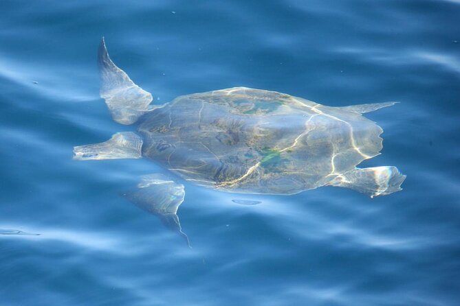 Whale Watching Mirissa with ( WWC ) - Why this Mirissa trip is more than a whale hunt