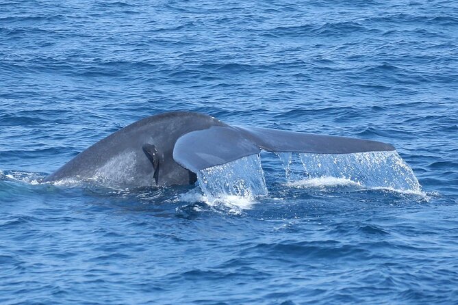 Whale Watching Mirissa with ( WWC ) - Is $55 a fair price?
