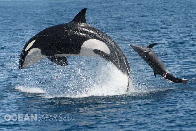 Whale Watching Monterey Bay semi-private limited to 6 people max - What the $199 Price Really Buys You