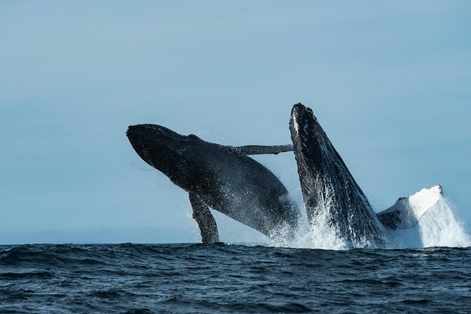 Whale Watching Monterey Bay semi-private limited to 6 people max - The Boat Ride Is the Main Practical Decision
