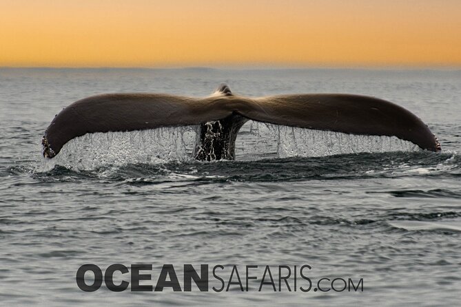 Whale Watching Monterey Bay semi-private limited to 6 people max - Tips for Making the Three Hours Count