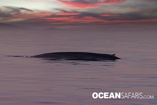 Whale Watching Monterey Bay semi-private limited to 6 people max - Cancellation and Weather Rules to Know