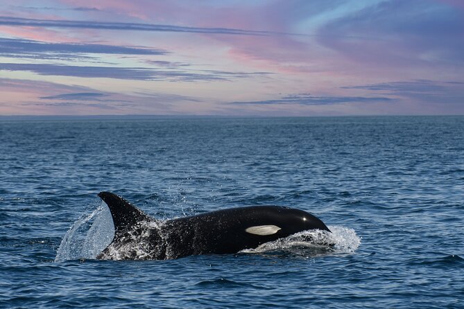 Whale Watching Monterey Bay semi-private limited to 6 people max - Who Should Book This Ocean Safaris Trip?