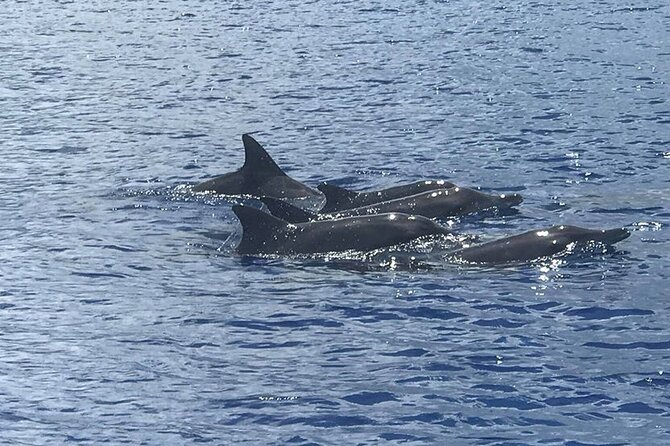 Whale Watching Moorea (non-swimming) - Key points at a glance