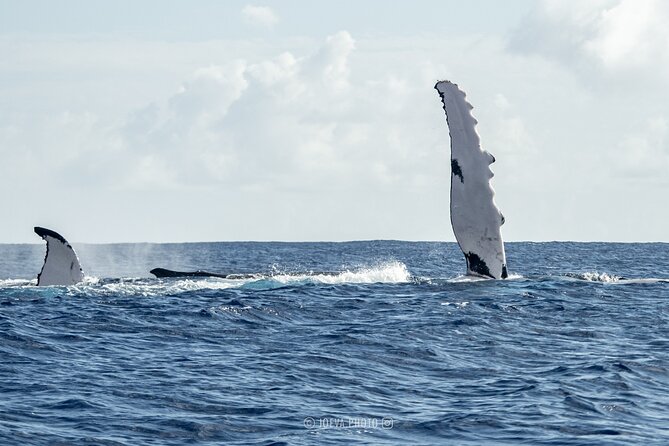 Whale Watching Moorea (non-swimming) - Group size, comfort, and the small-boat reality