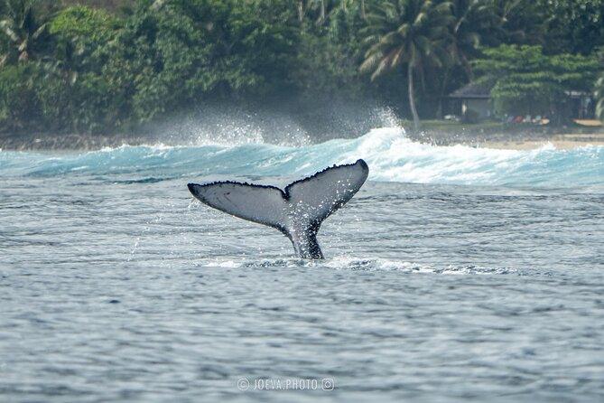 Whale Watching Moorea (non-swimming) - Seasickness and safety concerns