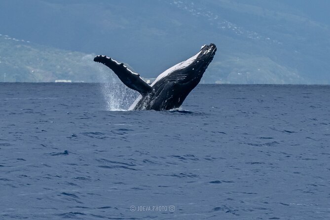 Whale Watching Moorea (non-swimming) - Is $151.83 a fair price?