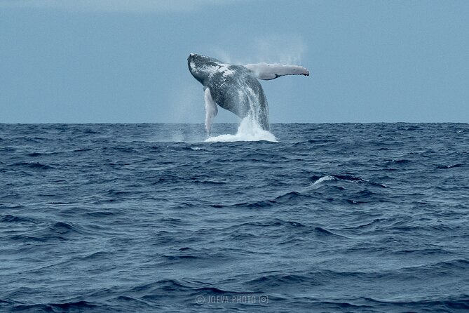 Whale Watching Moorea (non-swimming) - What to bring for four hours around Moorea