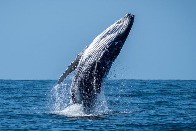 Whale Watching Moorea (non-swimming) - Watching humpbacks without getting in the water