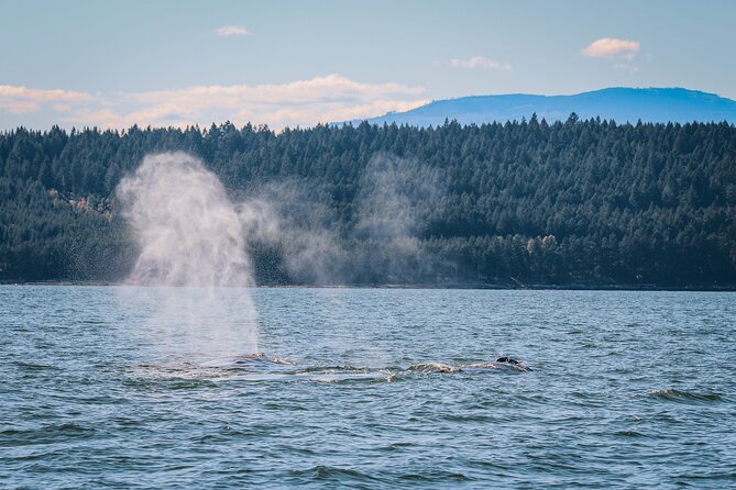 Whale Watching Nanaimo Open Boat Tour - The whale search and viewing time