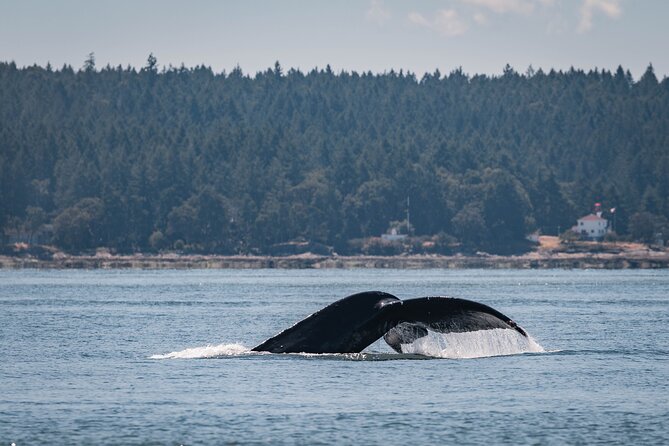 Whale Watching Nanaimo Open Boat Tour - More than whales: seals, sea lions, and birds