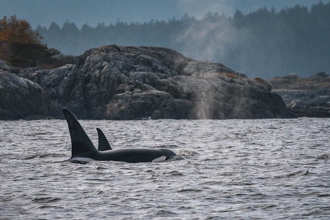 Whale Watching Nanaimo Open Boat Tour - Is the $187.75 price fair?