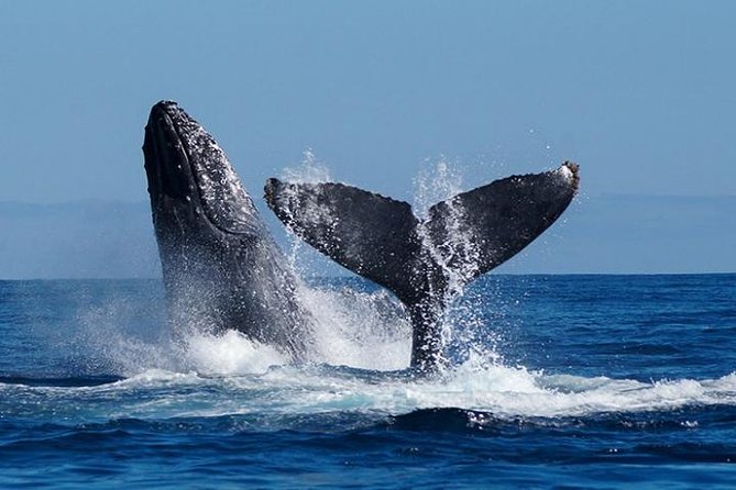 Whale Watching on 2 Level Big Boat with Breakfast and Drinks INCLUDED - Breakfast makes the early start easier