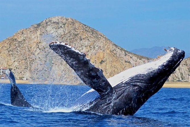 Whale Watching on 2 Level Big Boat with Breakfast and Drinks INCLUDED - What you get for $90