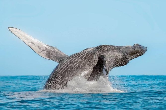 Whale Watching on 2 Level Big Boat with Breakfast and Drinks INCLUDED - Practical details before you book