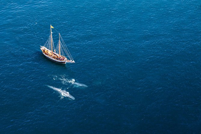 Whale Watching on a Traditional Oak Sailing Ship from Husavik - Sailing out of Húsavík on a traditional wooden ship