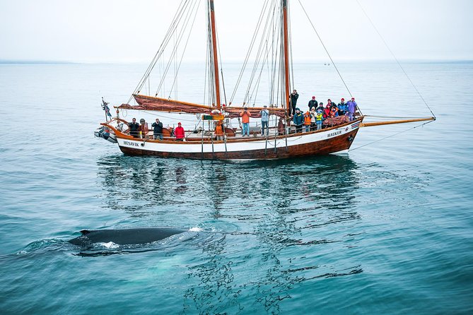 Whale Watching on a Traditional Oak Sailing Ship from Husavik - Helping raise the sails