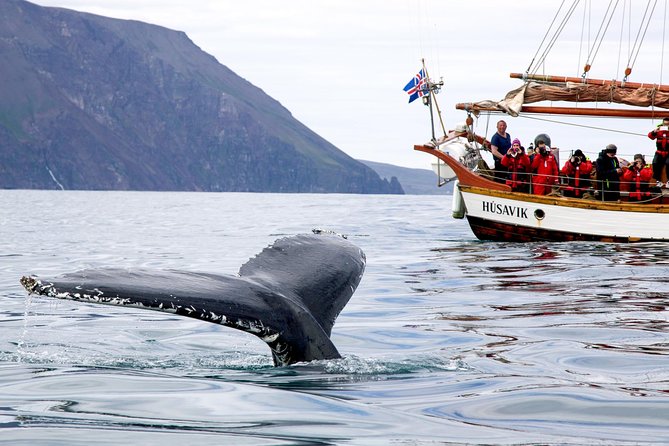 Whale Watching on a Traditional Oak Sailing Ship from Husavik - Whale sightings are excellent, never guaranteed