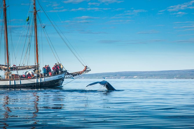 Whale Watching on a Traditional Oak Sailing Ship from Husavik - Cold-weather gear helps, but layers still matter