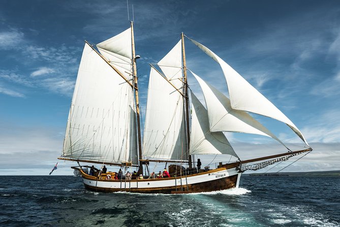 Whale Watching on a Traditional Oak Sailing Ship from Husavik - Cinnamon buns and cocoa on the return