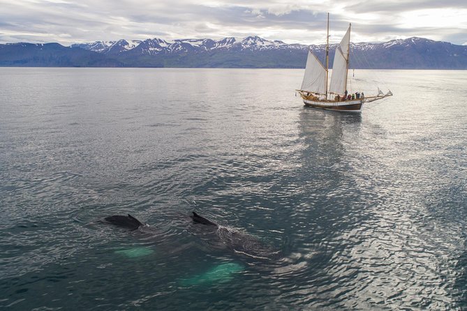 Whale Watching on a Traditional Oak Sailing Ship from Husavik - Is $106 a fair price?