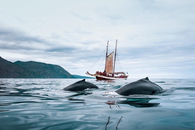 Whale Watching on a Traditional Oak Sailing Ship from Husavik - Timing, meeting point, and cancellation details