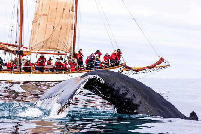 Whale Watching on a Traditional Oak Sailing Ship from Husavik - Three hours across Skjálfandi Bay