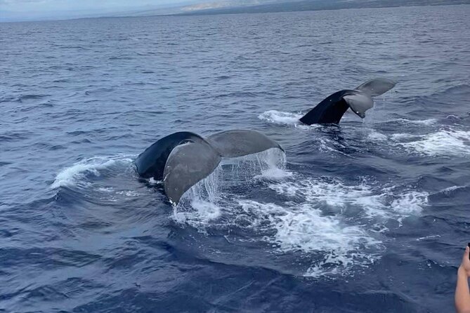Whale Watching on Big island - Key points to know before booking