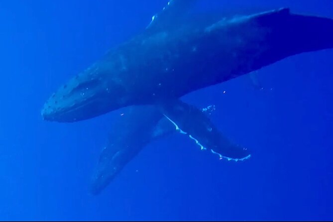 Whale Watching on Big island - Snacks, drinks, and the small-boat tradeoff