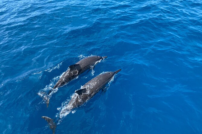 Whale Watching on Big island - How rough water can change the experience