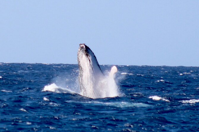 Whale Watching on Big island - Is $80 a fair price?